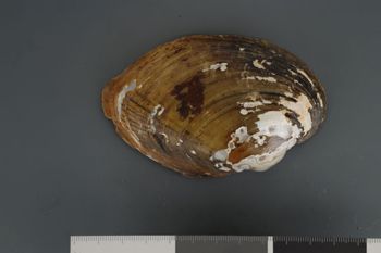 Media type: image;   Malacology 192105 Description: Dry valves;  Aspect: Vo